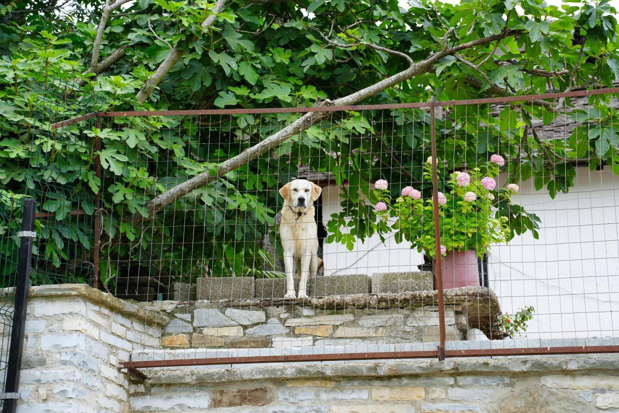 Castlefront Villa Gjirokastër Esterno foto